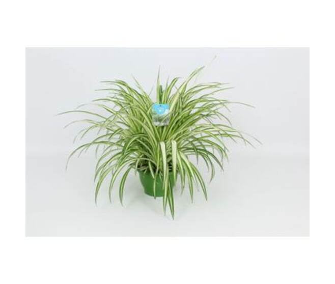 CHLOROPHYTUM VITTATUM SUSP