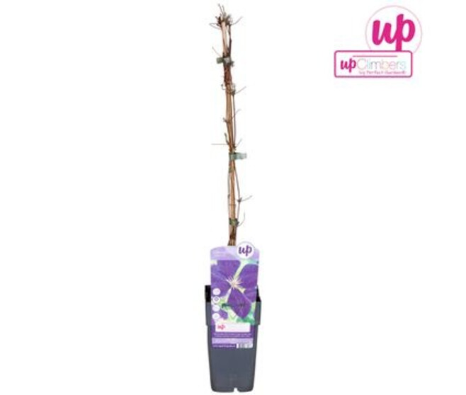 CLEMATITE JACKMANII 4 TUTEURS