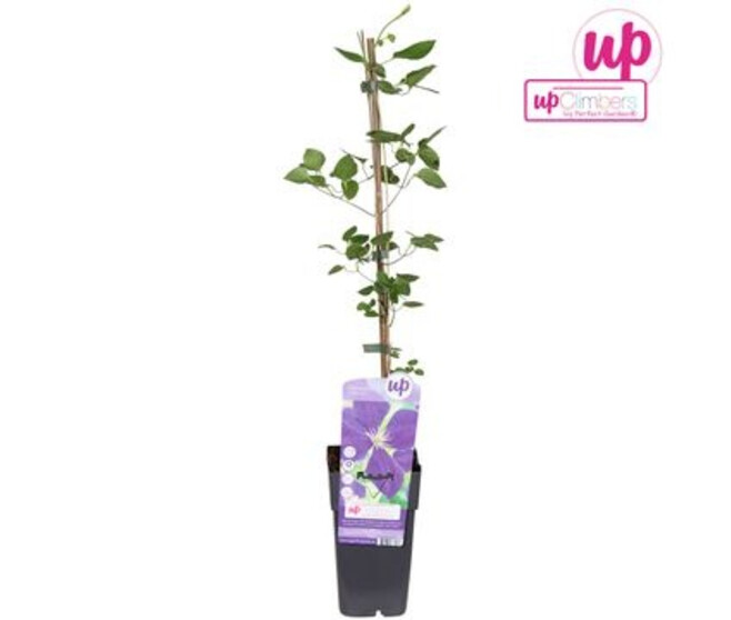 CLEMATITE JACKMANII 4 TUTEURS