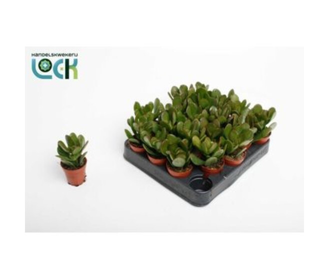 CRASSULA OVATA ARGENTEA