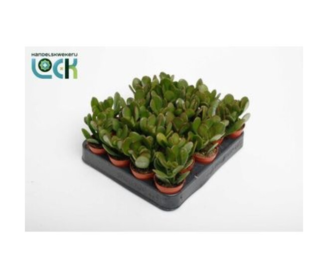 CRASSULA OVATA ARGENTEA