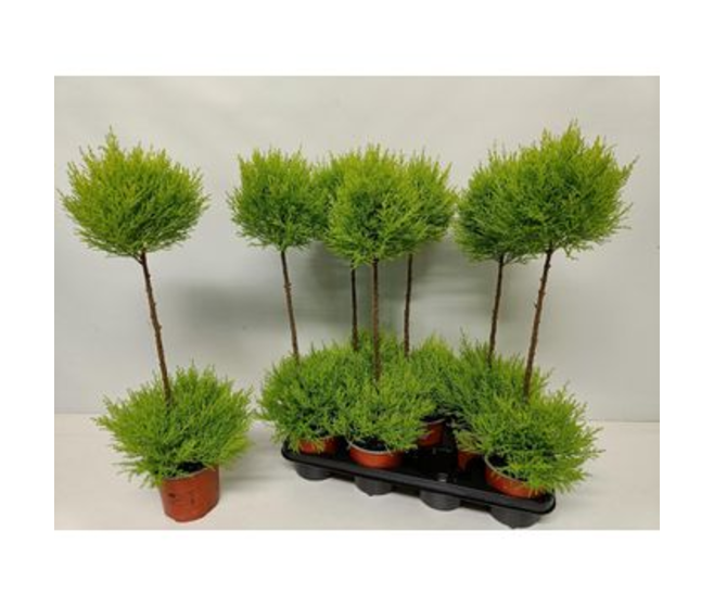CUPRESSUS GOLD TIGE 2BOULES