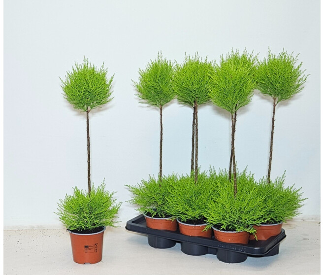 CUPRESSUS GOLD TIGE 2BOULES