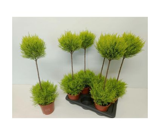 CUPRESSUS GOLD TIGE 2BOULES