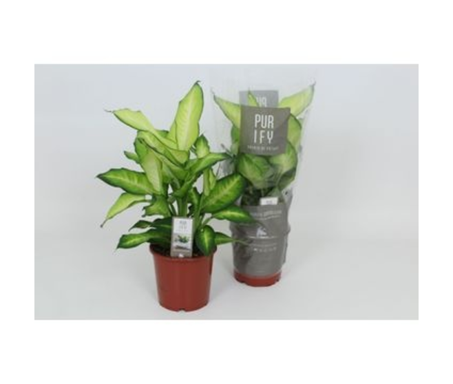 DIEFFENBACHIA SUMMER STYLE