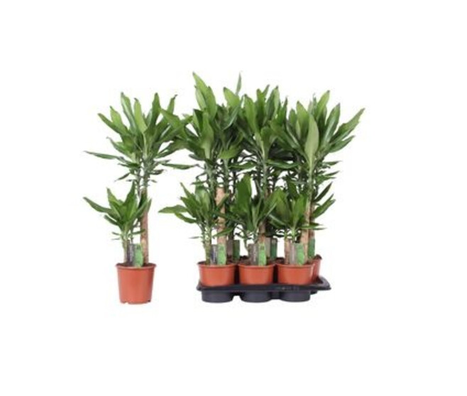 DRACAENA STEUDNERI 45-20