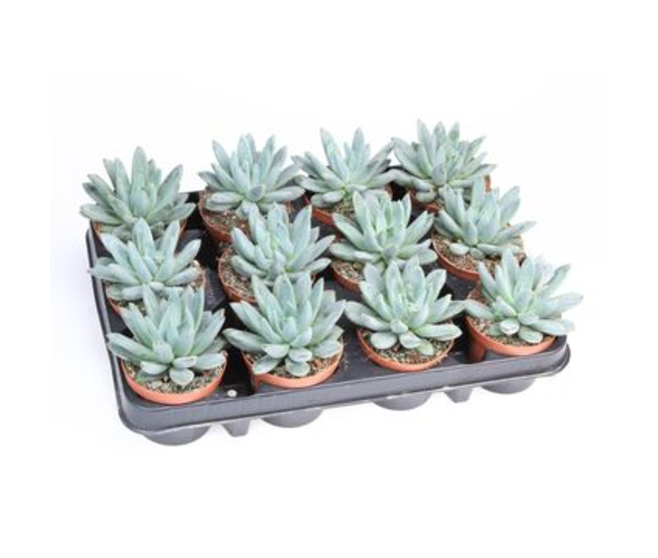 ECHEVERIA HOOKERI