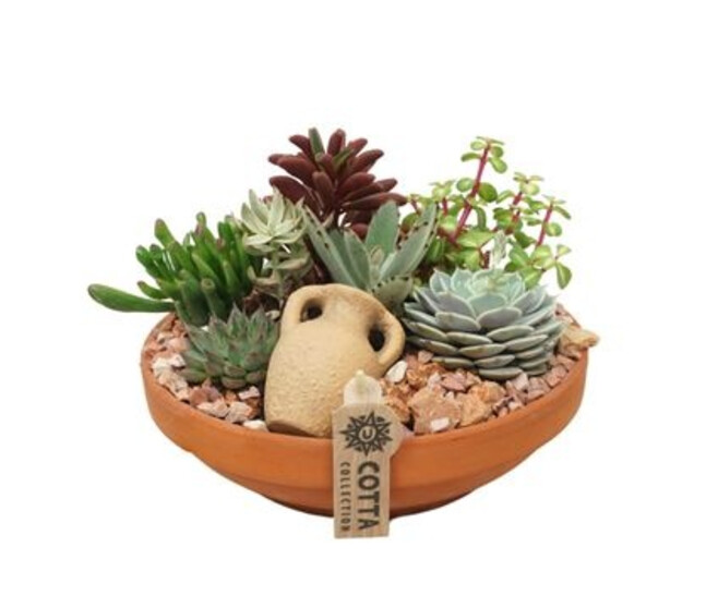 SUCCULENTES X7 COUPE TERRE