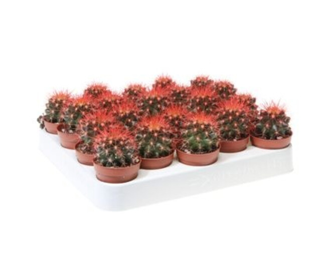 CACTUS ECHINOCACTUS GRUSONII TEINTE ROUG