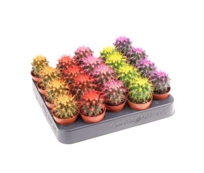 CACTUS ECHINOCACTUS GRUSONII TEINTE VAR