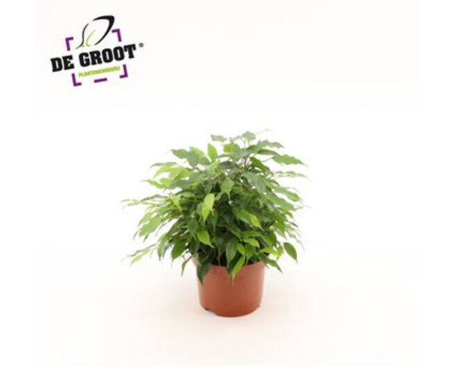 FICUS GREEN KINKY