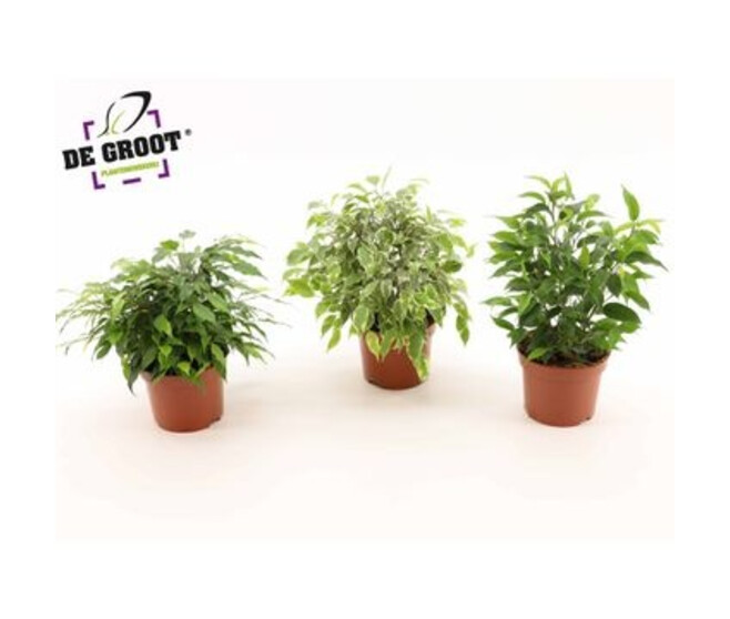 FICUS VARIES