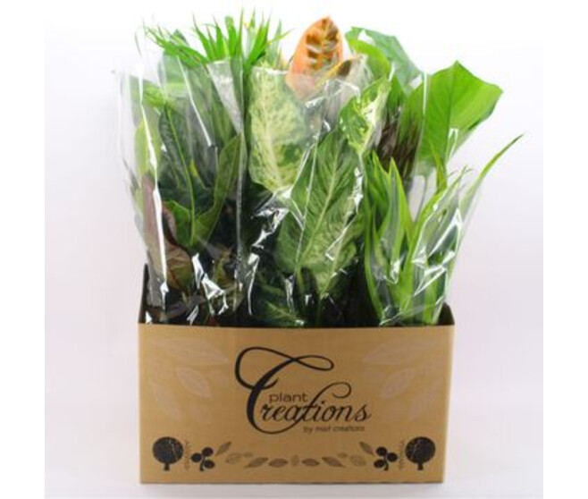 PLANTES VERTES VARIEES CARTON