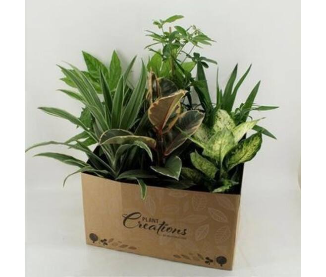 PLANTES VERTES VARIEES CARTON