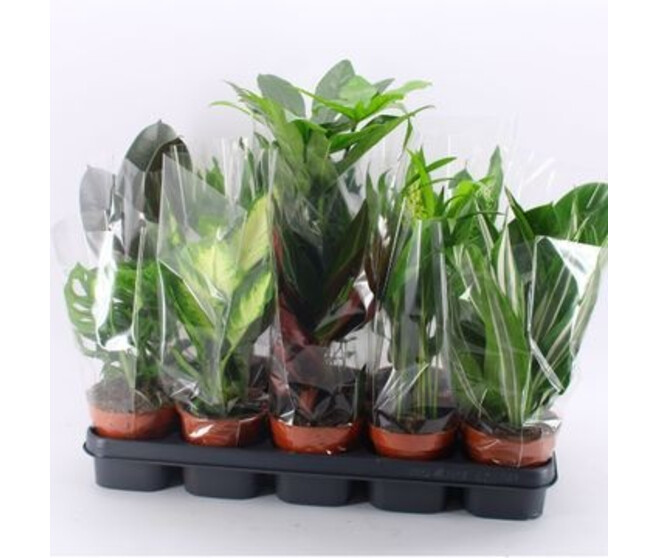 PLANTES VERTES VARIEES