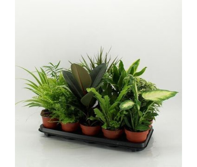 PLANTES VERTES VARIEES