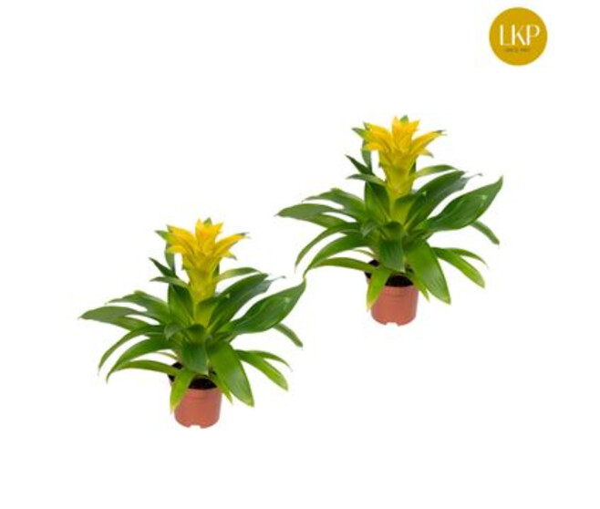 GUZMANIA DIANA JAUNE