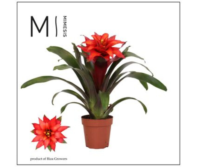 GUZMANIA OPTIMA ROUGE