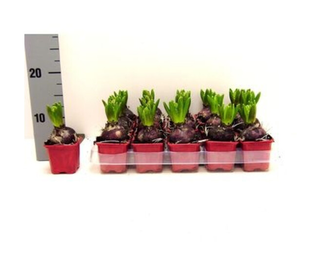 JACINTHE JAN BOS 1PP