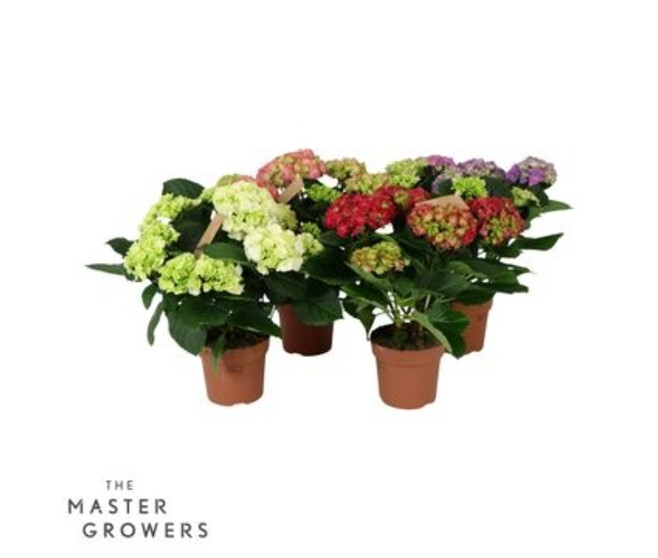 HORTENSIA 5FL VARIES