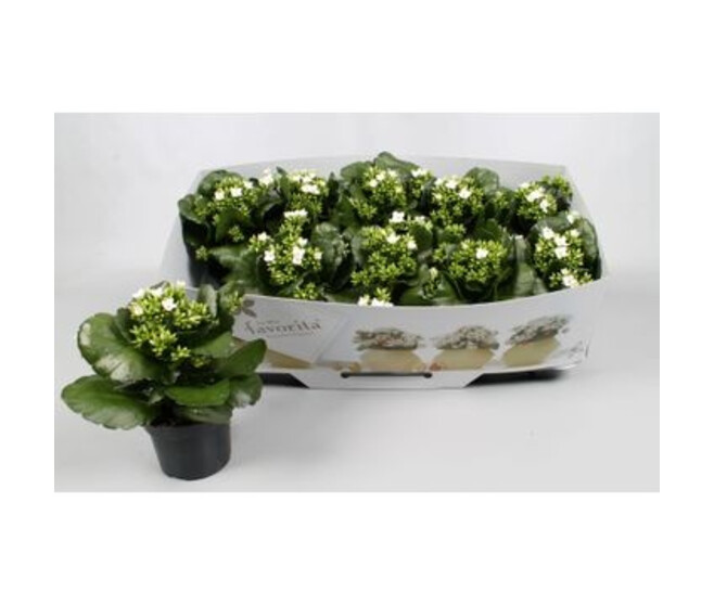 KALANCHOE BLANC