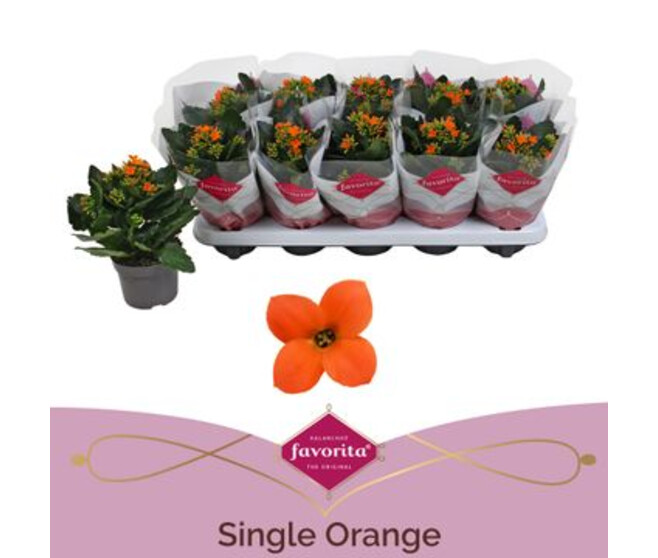 KALANCHOE ORANGE