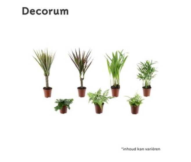 PLANTES VERTES VARIEES