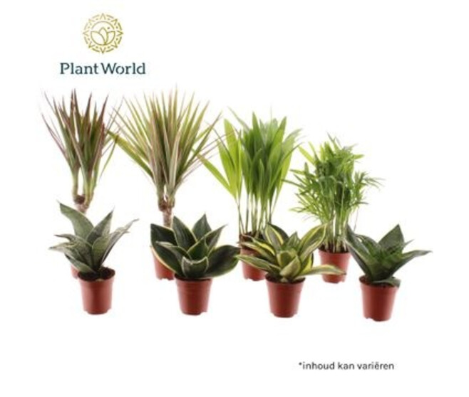 PLANTES VERTES VARIEES