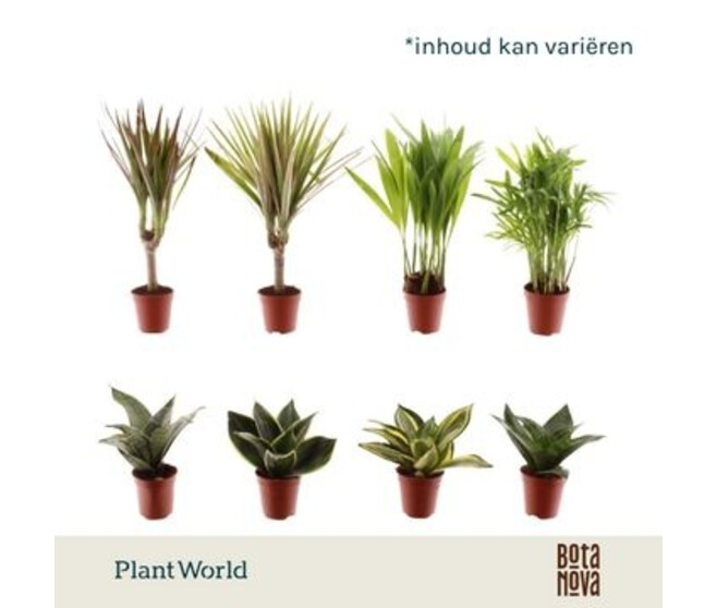 PLANTES VERTES VARIEES