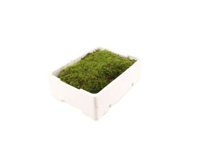MOUSSE PLATE