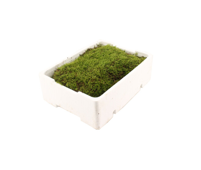 MOUSSE PLATE