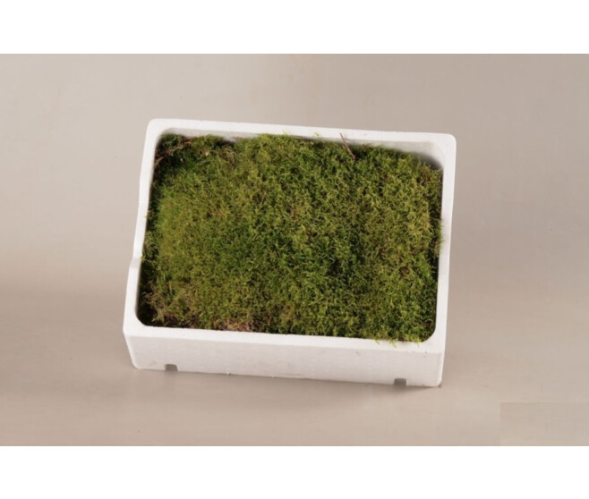 MOUSSE PLATE