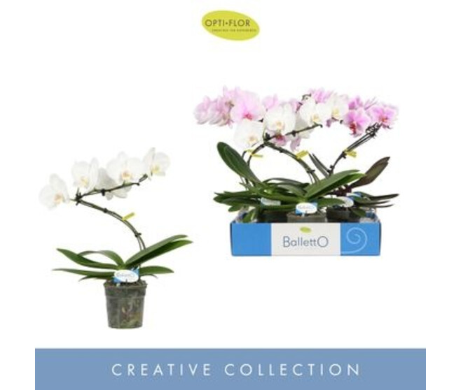 PHALAENOPSIS 1BR BALLETTO VARIES