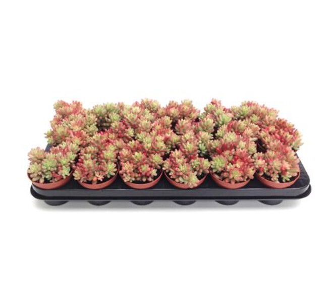 SEDUM RUBROTINCTUM