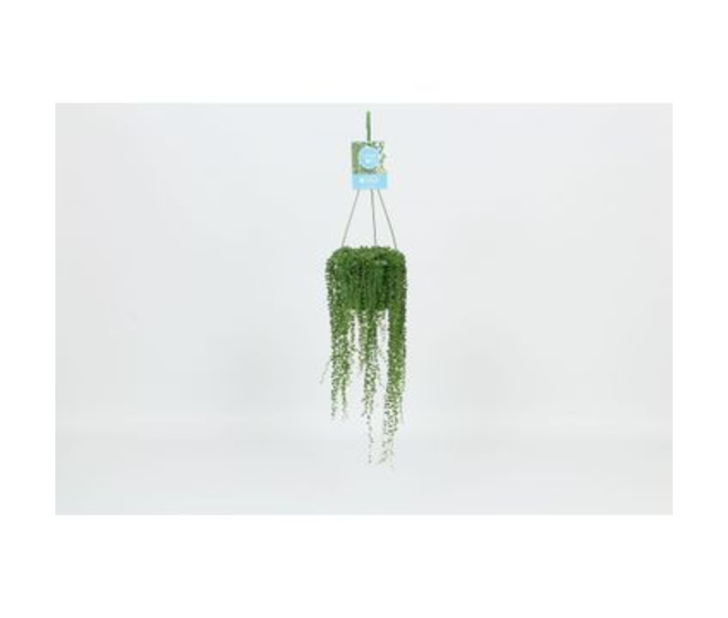 SENECIO ROWLEYANUS SUSP