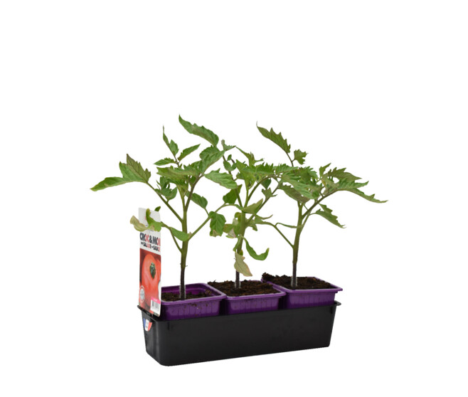 TOMATE FOURNAISE BQ3