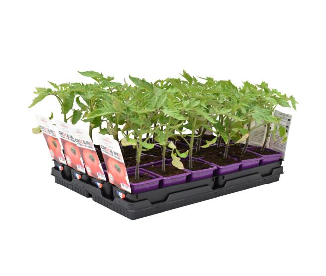 TOMATE FOURNAISE BQ3