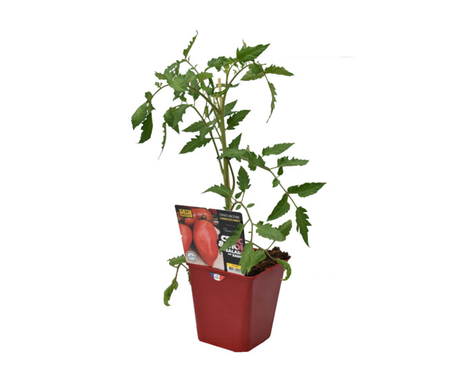 TOMATE GREFFEE ANDINE CORNUE