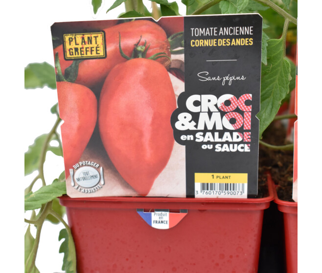 TOMATE GREFFEE ANDINE CORNUE