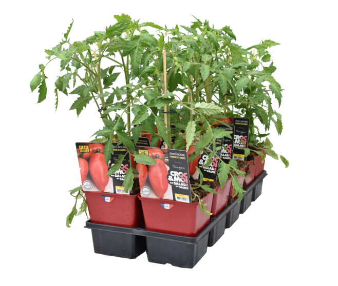 TOMATE GREFFEE ANDINE CORNUE