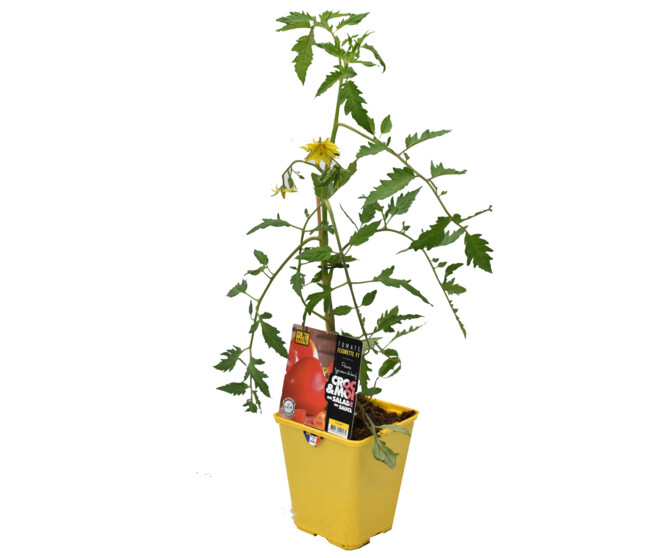 TOMATE GREFFEE FLEURETTE