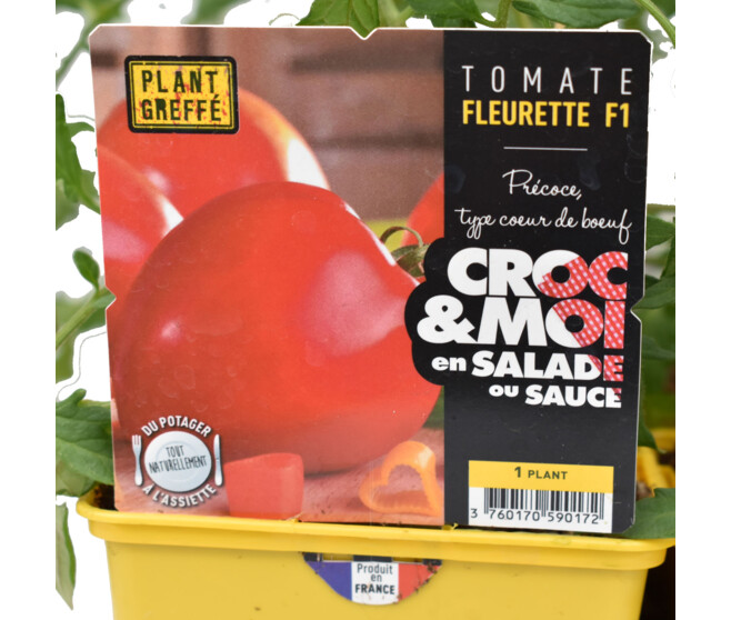 TOMATE GREFFEE FLEURETTE