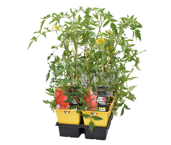 TOMATE GREFFEE FLEURETTE