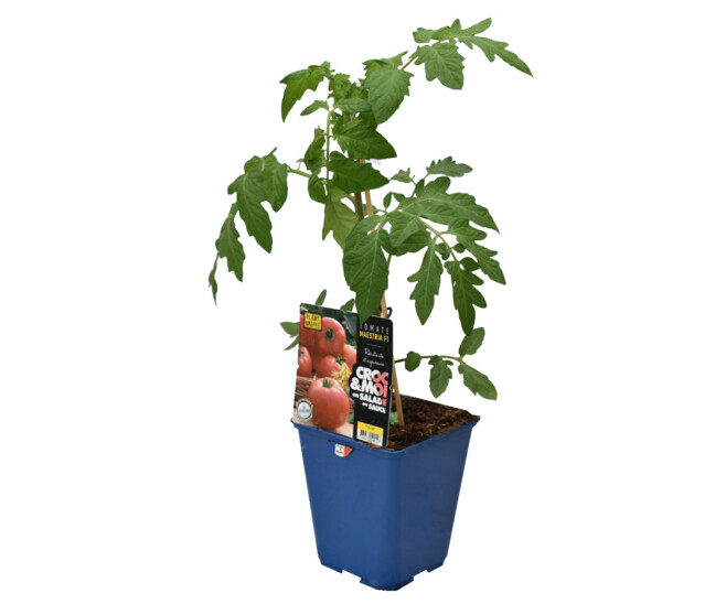 TOMATE GREFFEE MAESTRIA