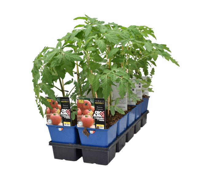 TOMATE GREFFEE MAESTRIA