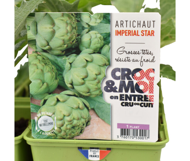 ARTICHAUT GROS VERT DE LAON