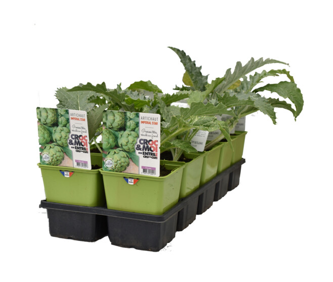ARTICHAUT GROS VERT DE LAON