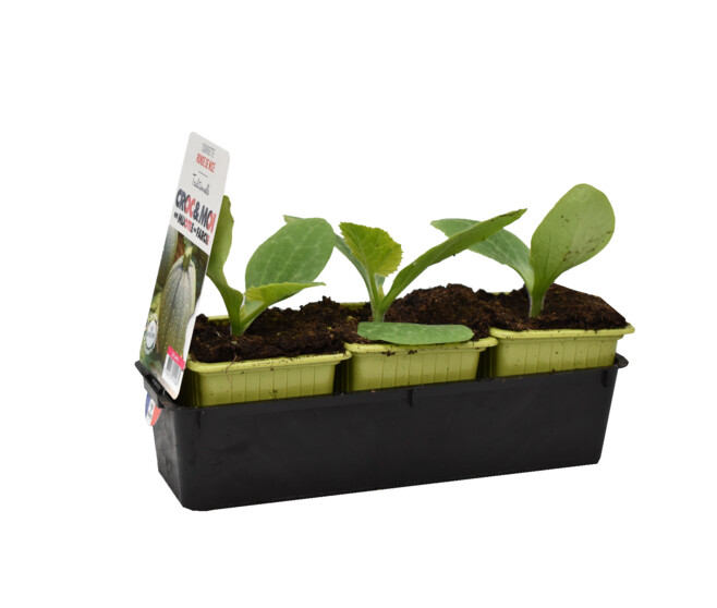 COURGETTE RONDE DE NICE BQ3