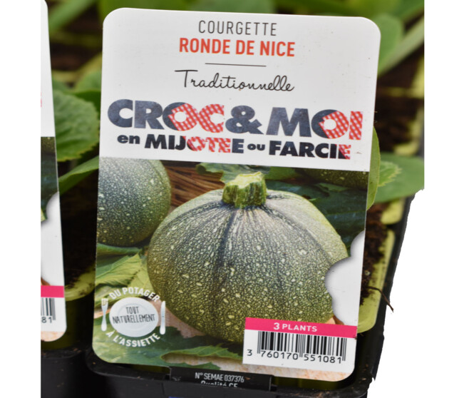 COURGETTE RONDE DE NICE BQ3