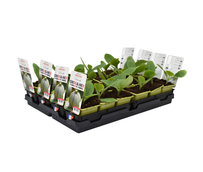 COURGETTE RONDE DE NICE BQ3